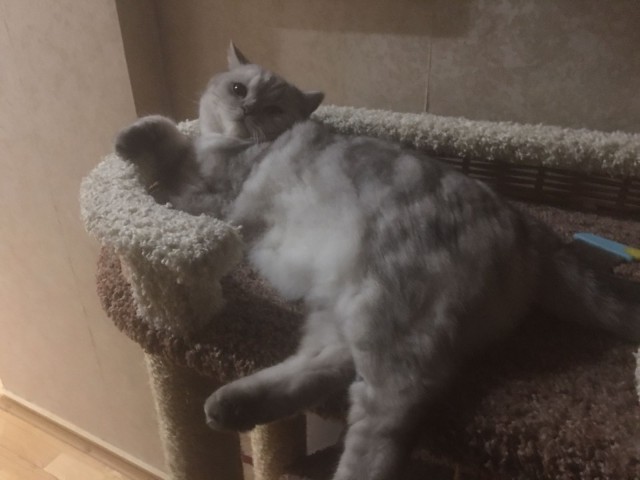 Вторник, ваши коты и кошки в студию