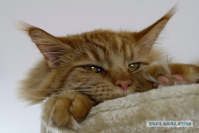 Котовторник  19.03.2013