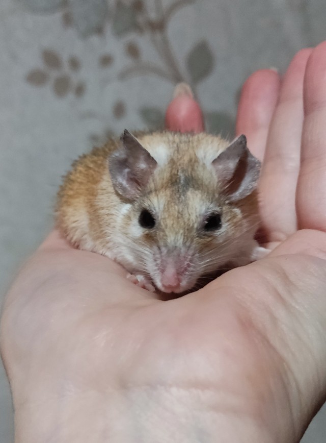А много ли на ЯПе любителей грызунов?