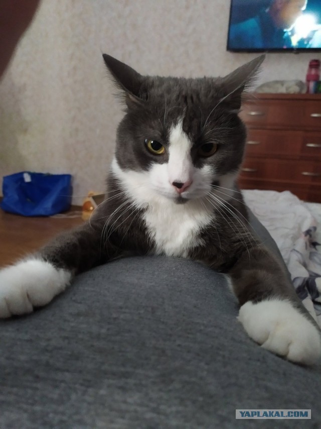 Повезло котейке