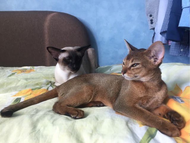 Котовторнику посвящается!