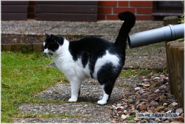 Котовторник 16.04.2013