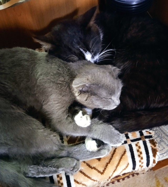 Котовторник 7.11.23
