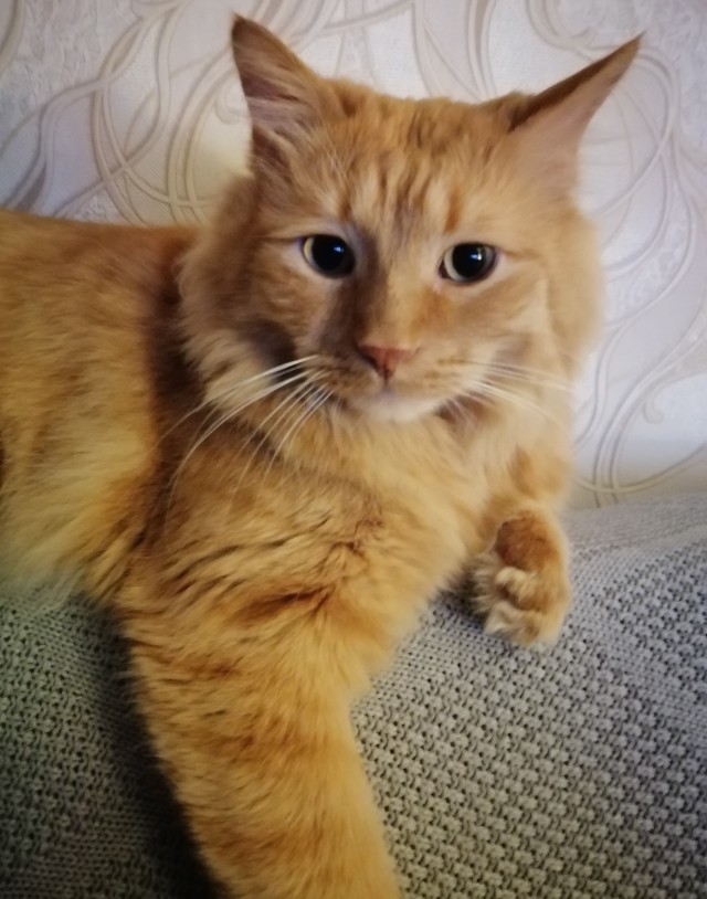 Котовторник