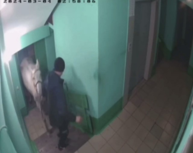 Принц на белом коне: мужик решил порадовать жену и привел в квартиру лошадь