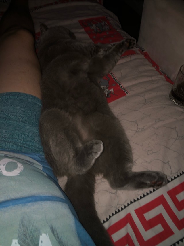 А в какой позе у вас спят кошки?