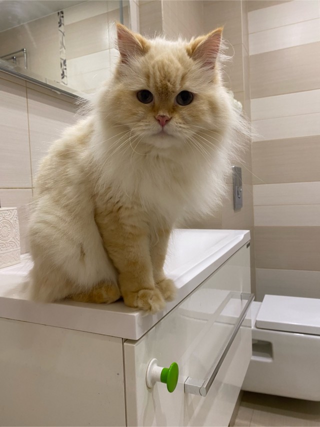 Меня приютили