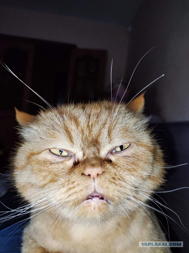 Боевые коты