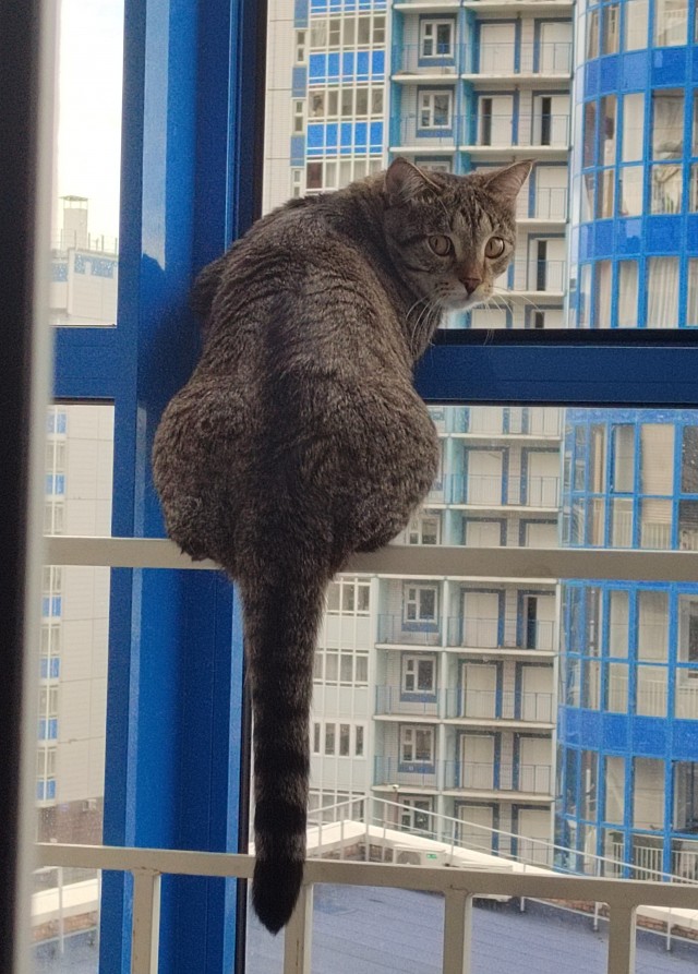 Котовторник и я теперь котораб