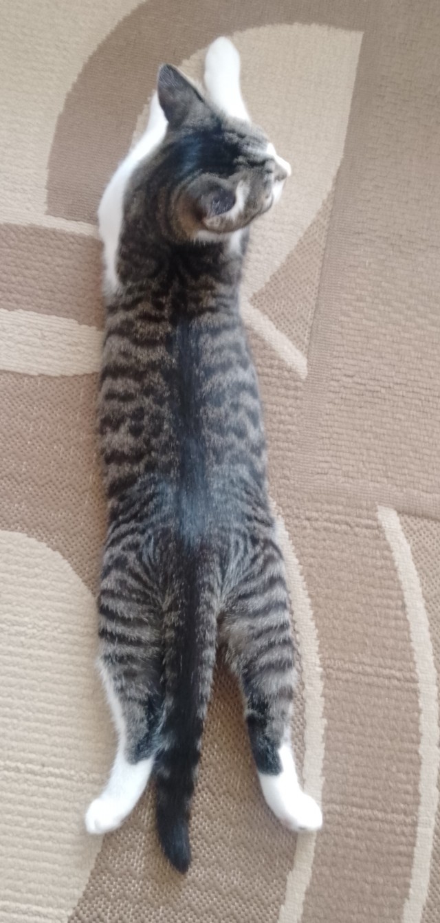 К котовторнику!)