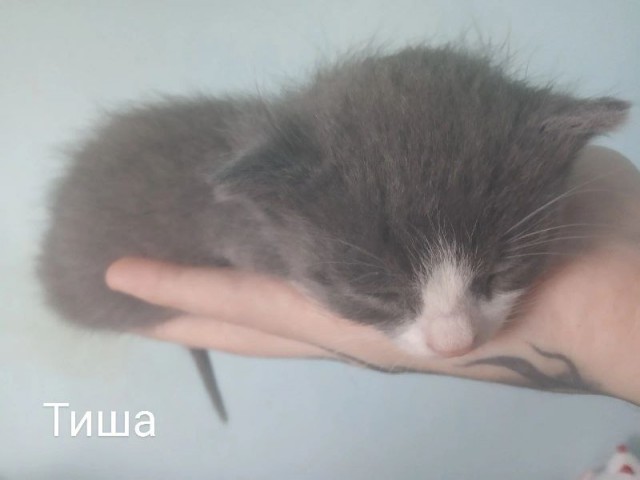 Гость из Петербурга