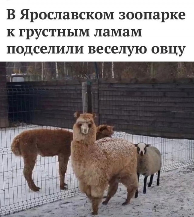 Завалялось тут случайно немного забавных картинок