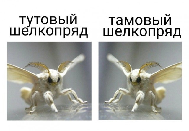 Немного тупого юмора на понедельник.