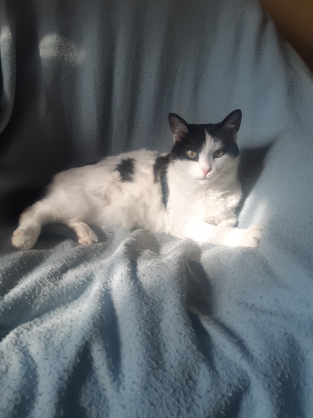 Коты, которые смирились со своей участью