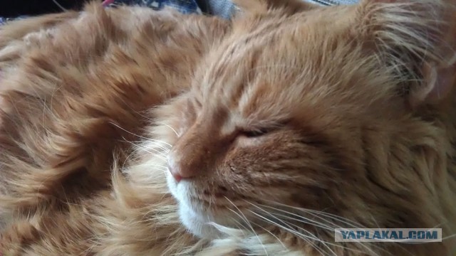 Немного о  Мейн Куне.