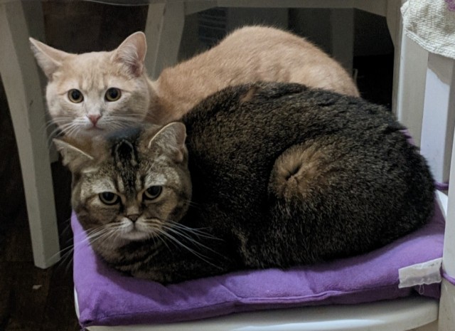 Котик из мусорного бака