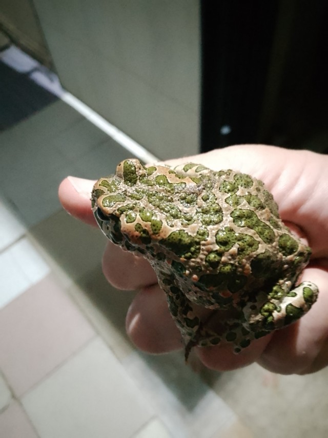 Целовать?..