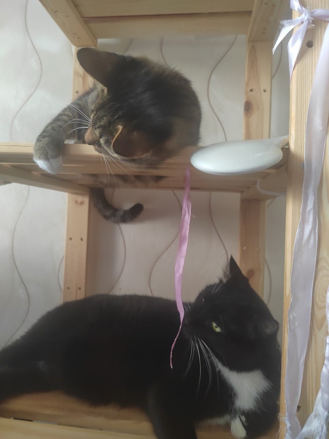 Котовторник