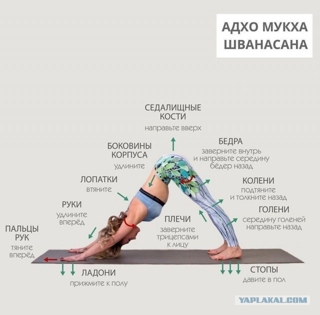 Собака мордой вниз