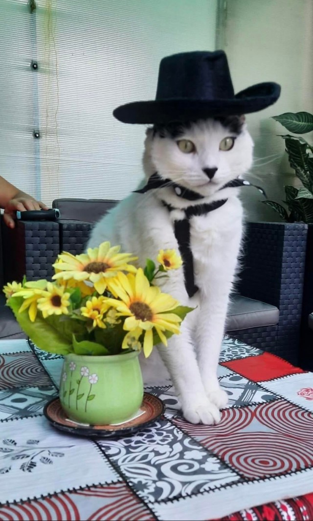 Пожилая женщина каждый день наряжает и фотографирует своего кота