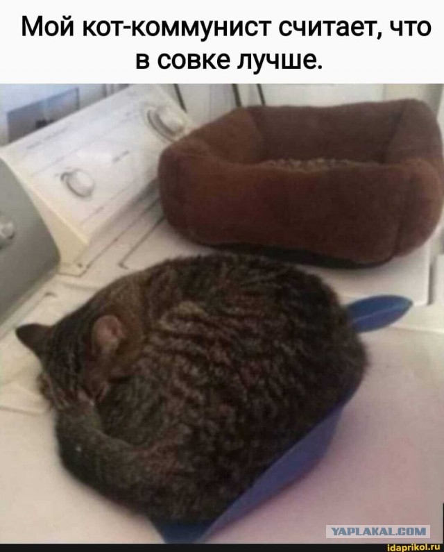 Хищник уснул с добычей