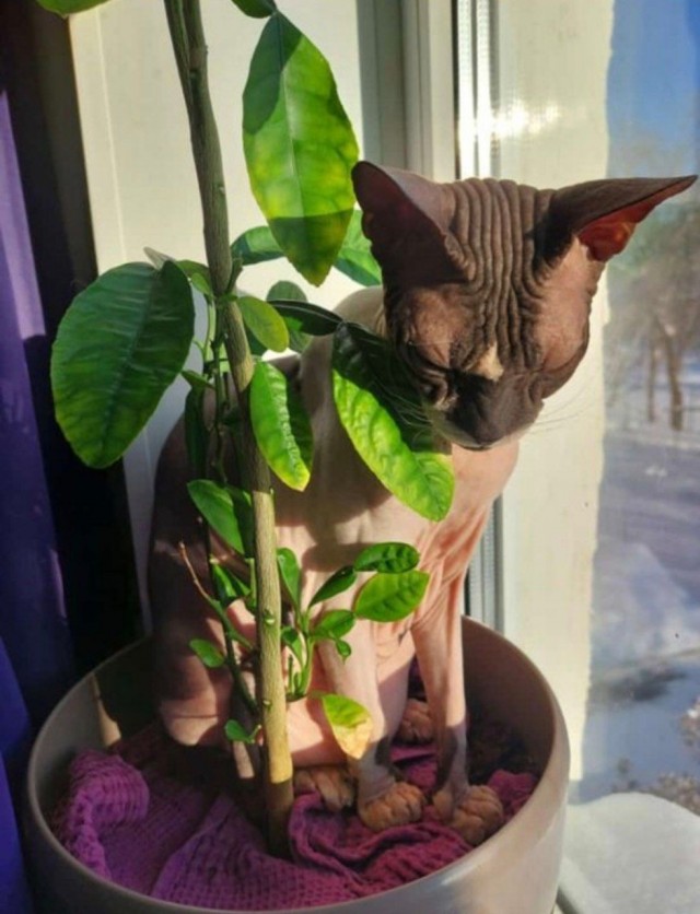 Котовторник 24.02