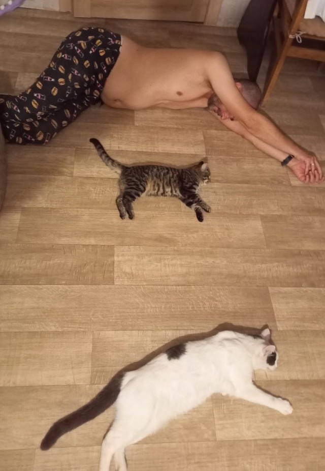 Продолжаем котовторник.