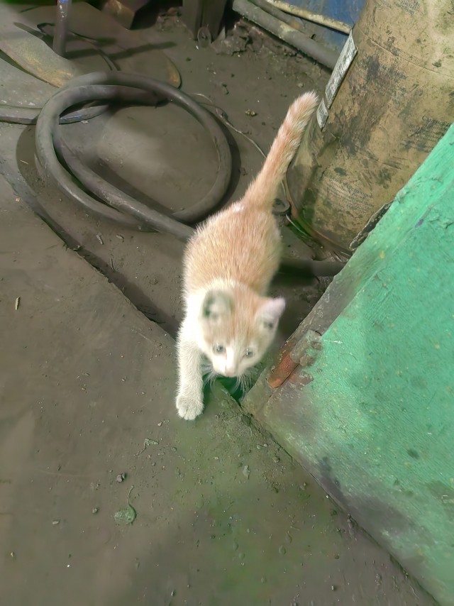 Завёл кота на пол седьмого⁠⁠