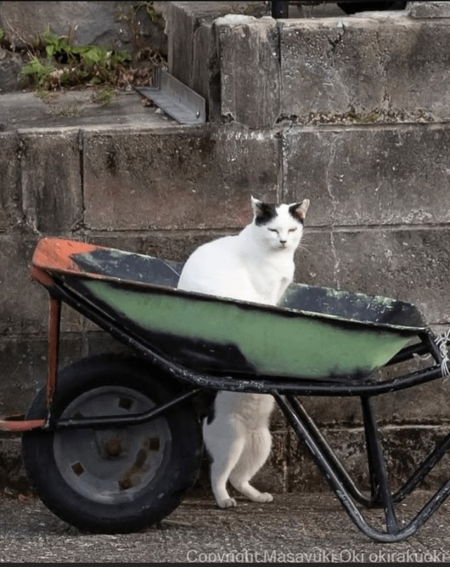 Котиков много не бывает))) отдохните от суетного мира