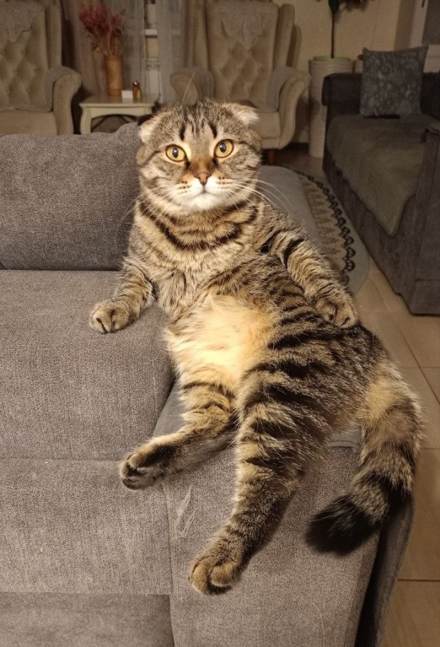 Фотки красивого кота.