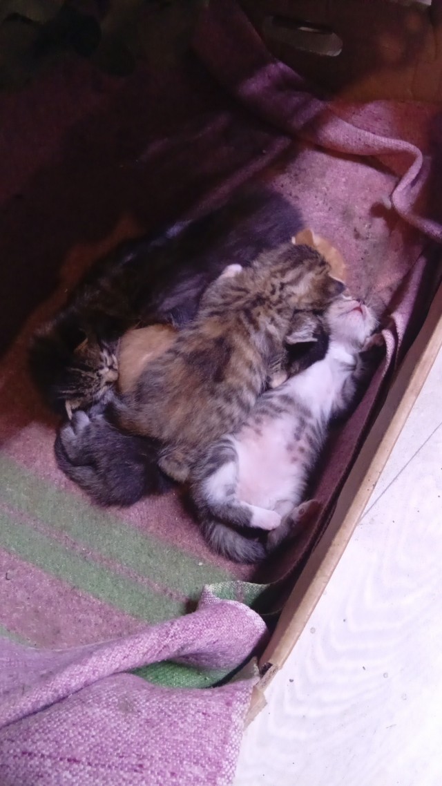 Коты с которыми служу.или которым служу!)