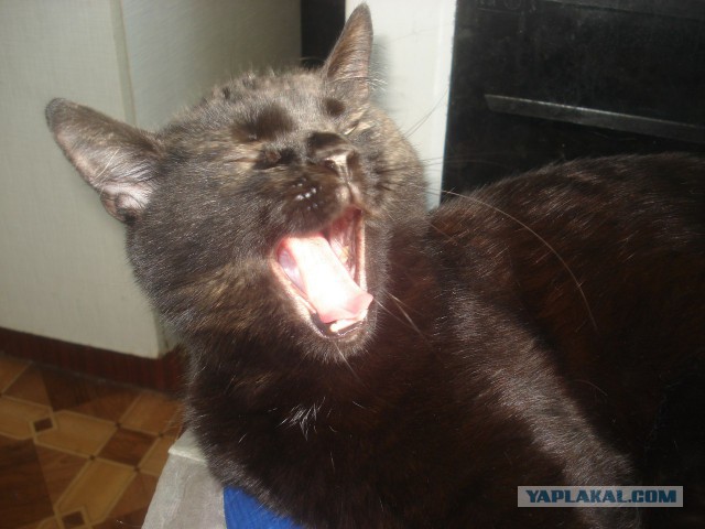 Котовторник  05.11.2013
