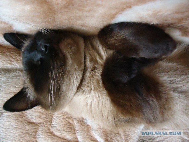 Котовторник 18.03.2014