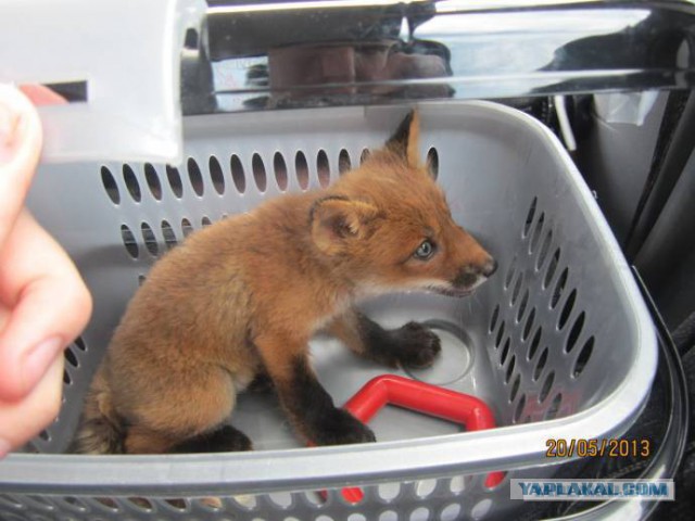 Ну правда же... чем я хуже собаки?!