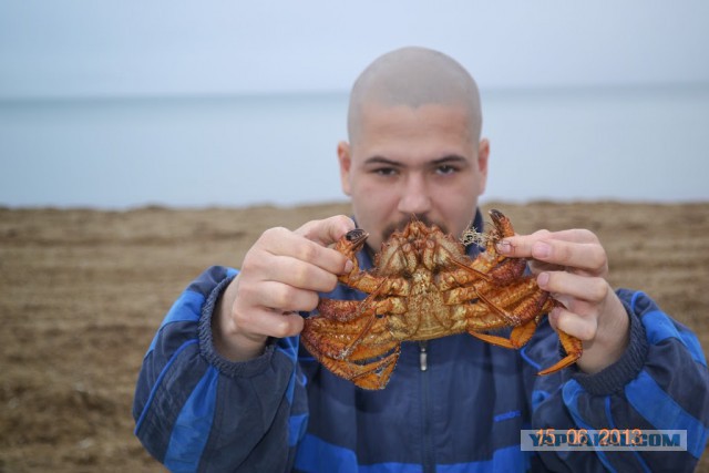 Выгодно покупаем креветки