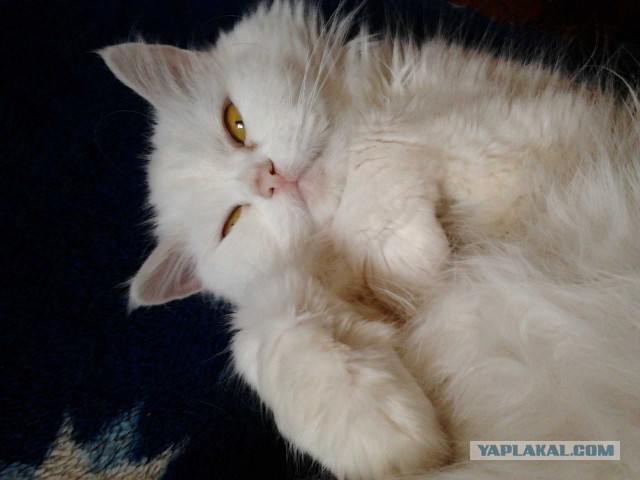 Котовторник 30.09.2014