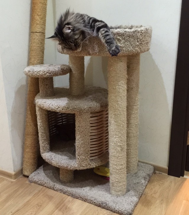 Котовторник 11.11.2014