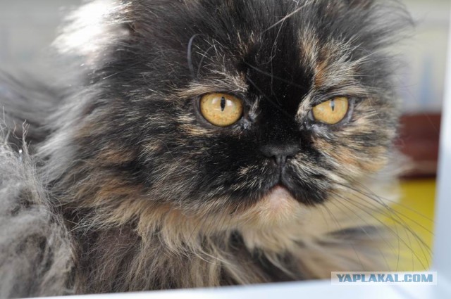 Котовоскресенье