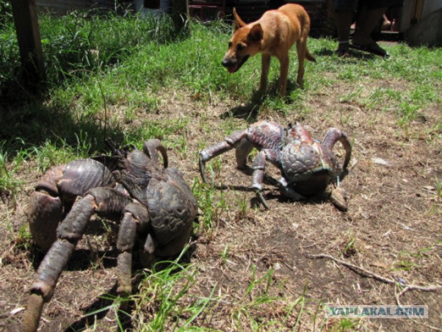 Жизнь на этой планете