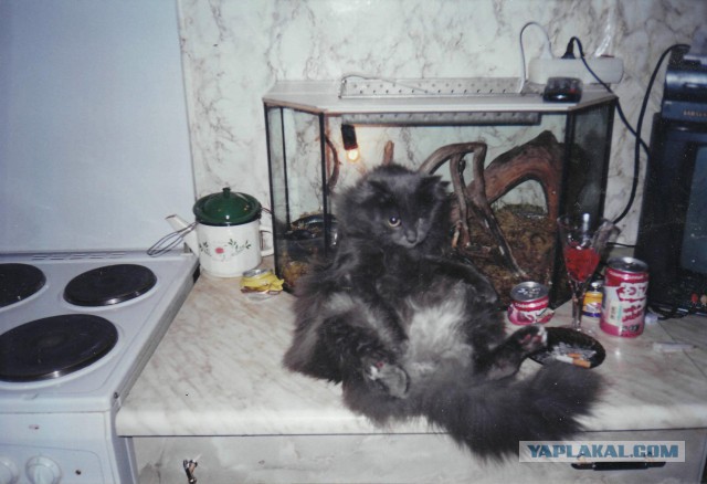 Плачут ли кошки?