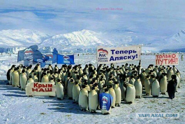 Пингвинчики