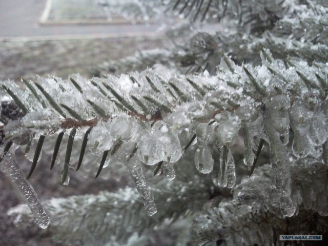 Ледяная зима