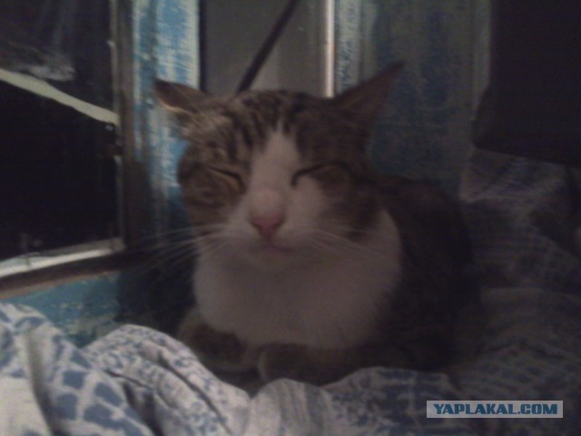 Котовторник 25.08.2015