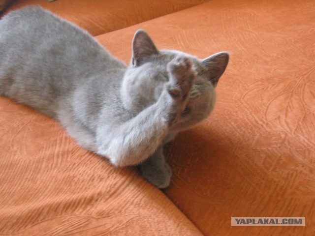 Урсула