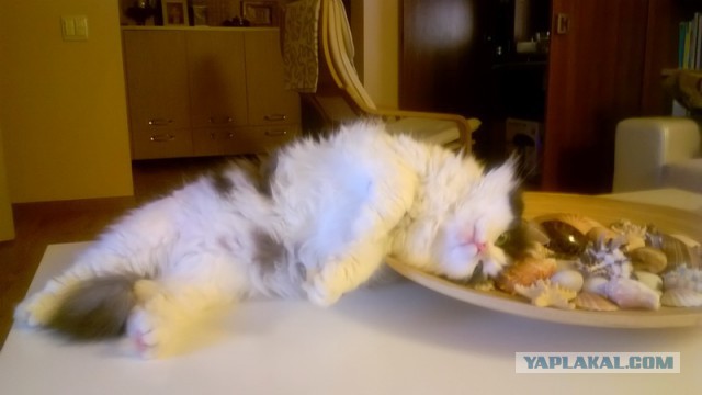 Котовторник 20.10.2015