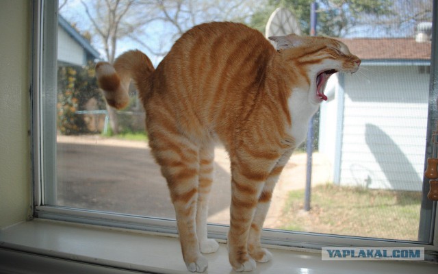 Котовторник