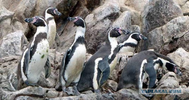 Отчет о путешествии в  Перу