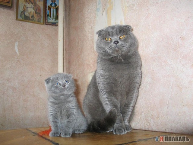 Коты, кошки, котята