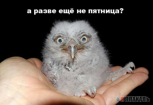 ПЯТНИЦА. Как все начинается!