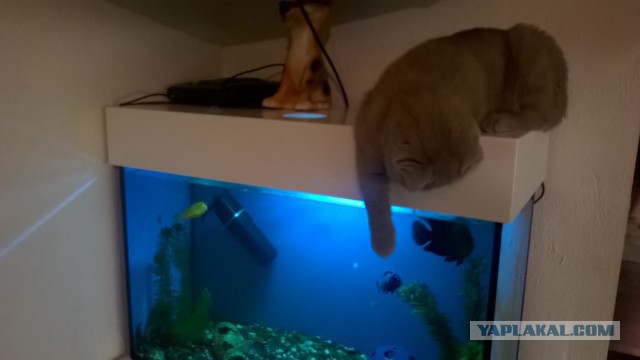 Котовторник 16.02.16